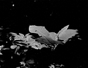 Large-leaf Magnolia Sapling