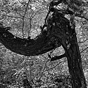 Treescape