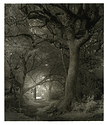 Enchanted Forest