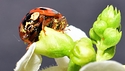 Coccinellidae #1