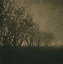 Trees and Fog