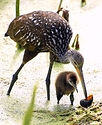Limpkin-2.JPG
