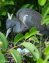 On The Nest