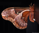 Promethea Moth