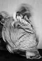 Dancer In Motion