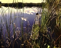Miccosukee Canoe