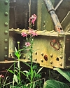 Steel Bridge