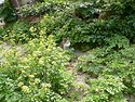100 000 Cats in İstanbul.JPG