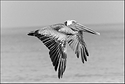 Pelican