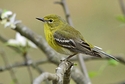 Yellow Pine Warbler