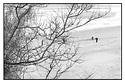 Cricket on the beach