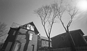Building Shadow and Tree