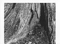 Stump