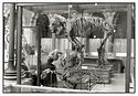 Natural History Museum