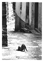 Gato