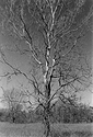 White Tree 1