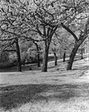 Kenwood Trees