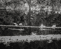 Beaver Pond.jpg