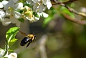 In flight