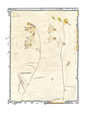 Anthotype