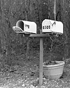 No mail