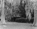 Spanish Moss
