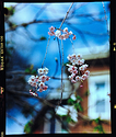 Cherry Blossom