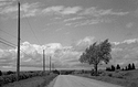 Poles Trees Clouds