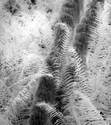 Ferns