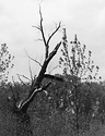 Dead Tree