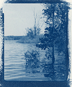 Reservoir Tree Cyanotype