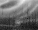Manning Park Fog