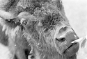 bison face.jpg