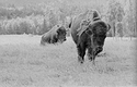 bisons.jpg