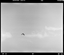 Bird, Clouds, Great Falls