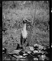 Night Heron, Kenilworth
