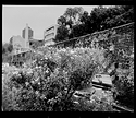 Flowering Shrub, Aqueduct, Chapultepec, Roma Norte