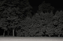 Wind and Trees at Night