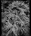 Leafy Plant, Cibeles, Roma Norte