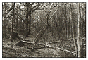 Woodland