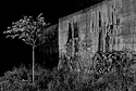 Wall and Tree