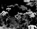 Milkweed