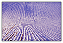 Ploughed field in winter