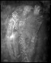 Motion Study 3