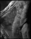 Veiled Figure 2