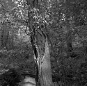 Forge Valley Woods