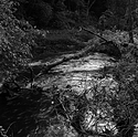 Forge Valley Woods