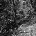 Forge Valley Woods #2