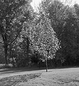 Sidelit Tree