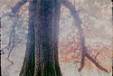 Autumn 2
